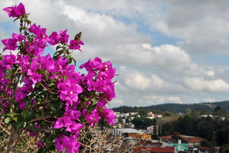 Flora Y Fauna Archivos Xalapa Veracruz